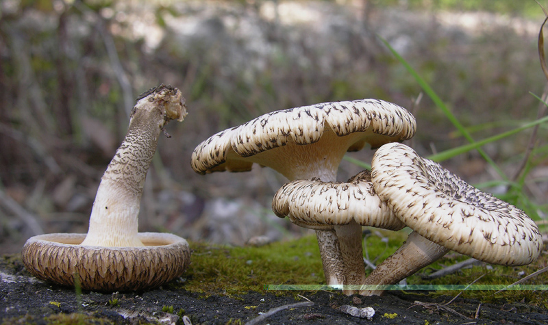 Lentinus tigrinus (Bull.) Fr